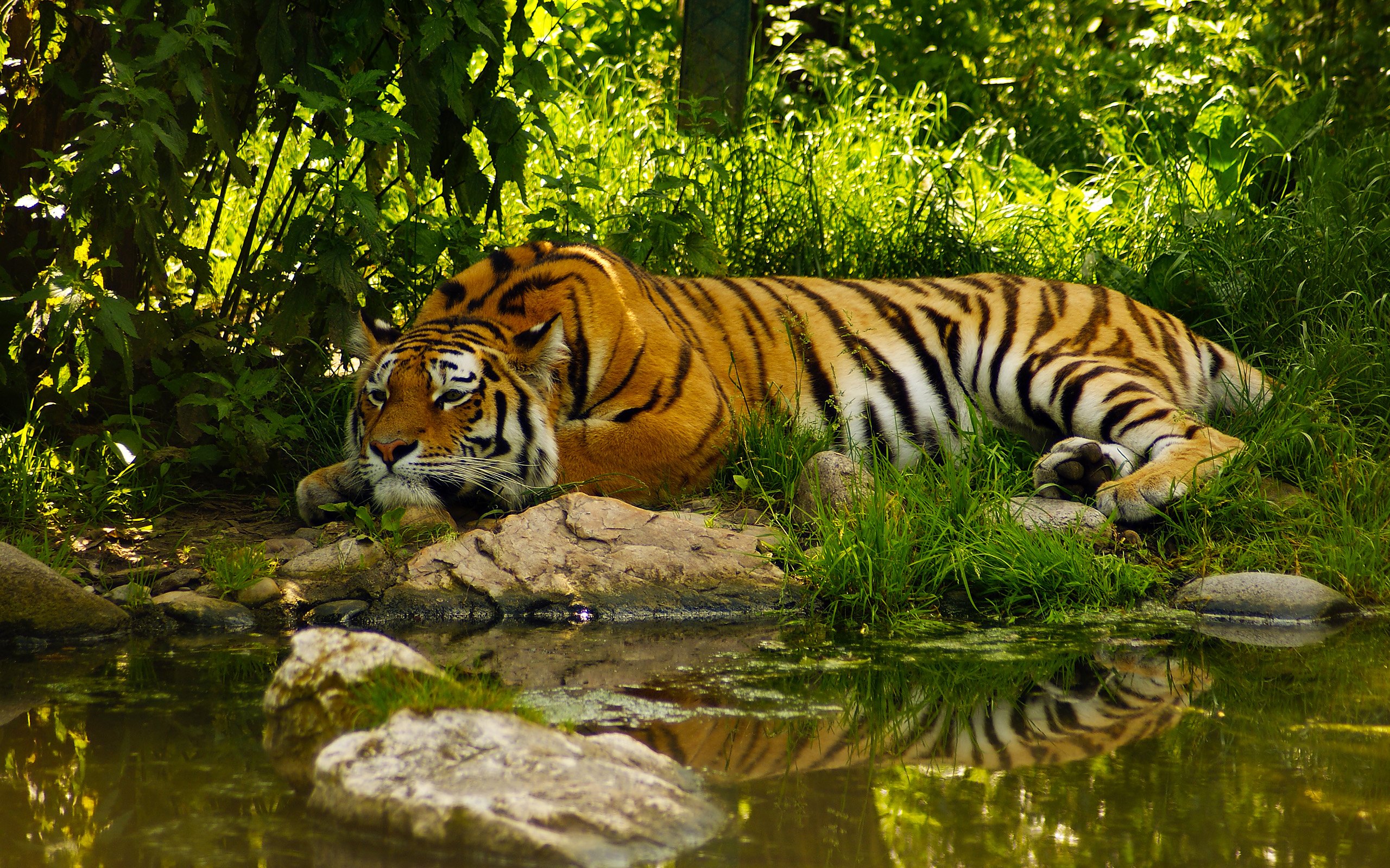 Wildlife Jim Corbett